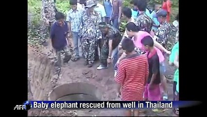 Dunya News-Baby elephant rescued from well