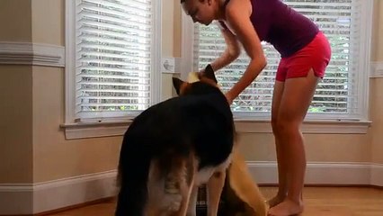 Eve Gelen Yeni Köpeği Özgür Bırakan K9