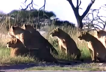 LION VS  HYENA   Discovery   Animals   Nature