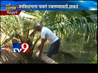Elephants Destroy Crops & Farms-TV9