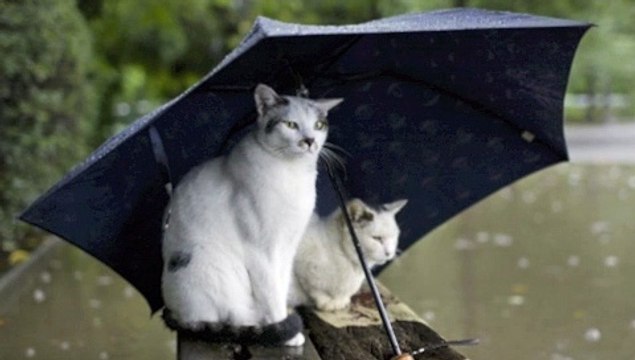 philippounet chante le parapluie