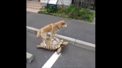 Kaplumbağa Üstünde Gezen Beleşci Köpek