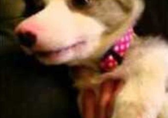 Puppy Answers Owner's Questions