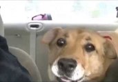 Dog Can't Handle Anticipation of Going for a Walk