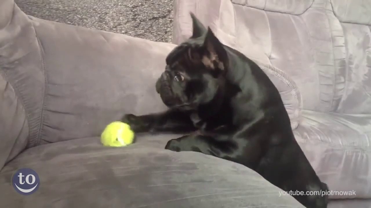 Des chiens idiots se ratent au jeu "Va chercher"