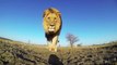 GoPro camera in Lion Mouth