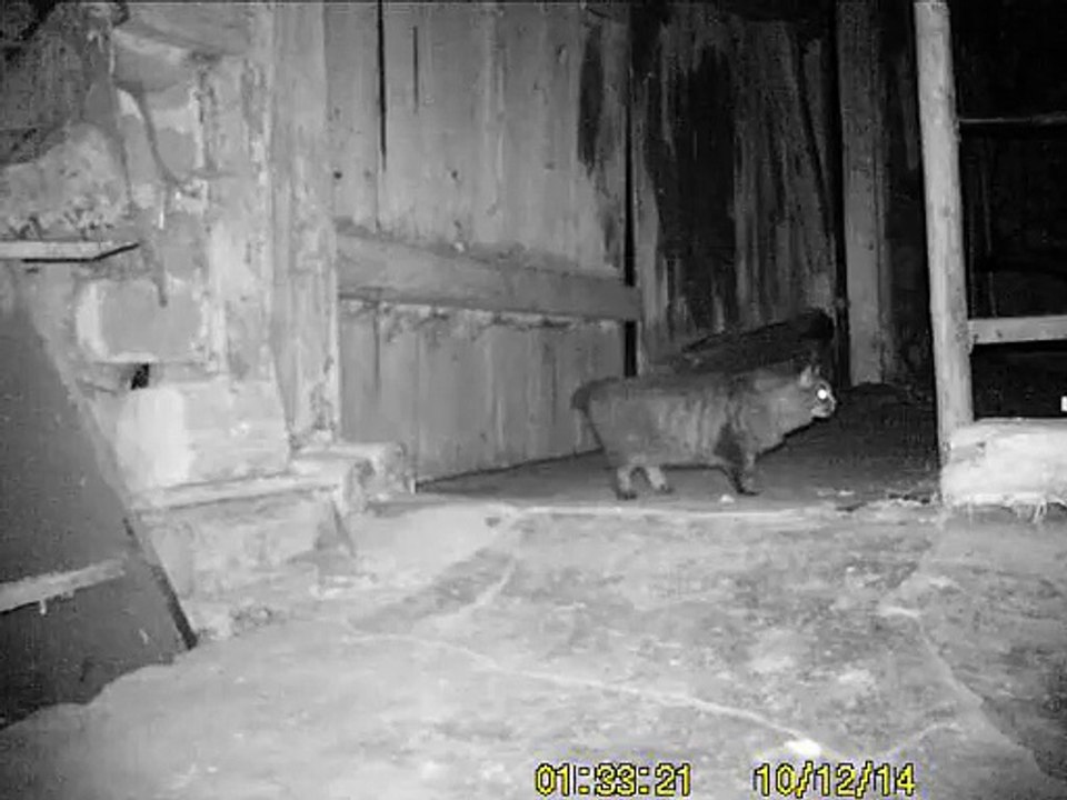 Wildkamera Video Nr.1