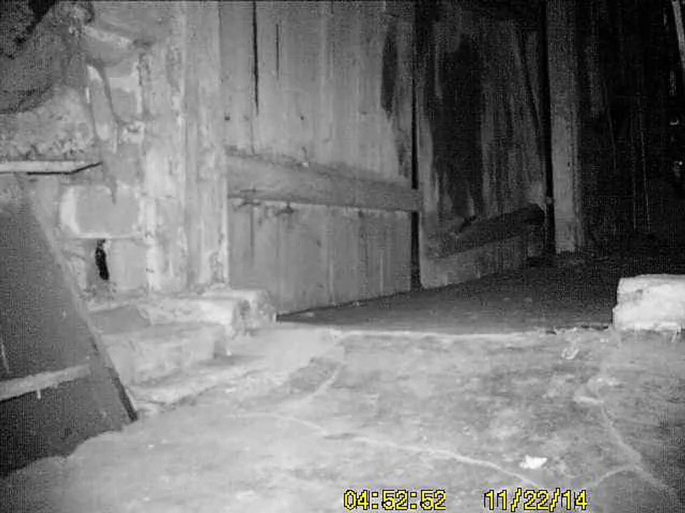 Wildkamera Video Nr.2 mit seltsamen Licht