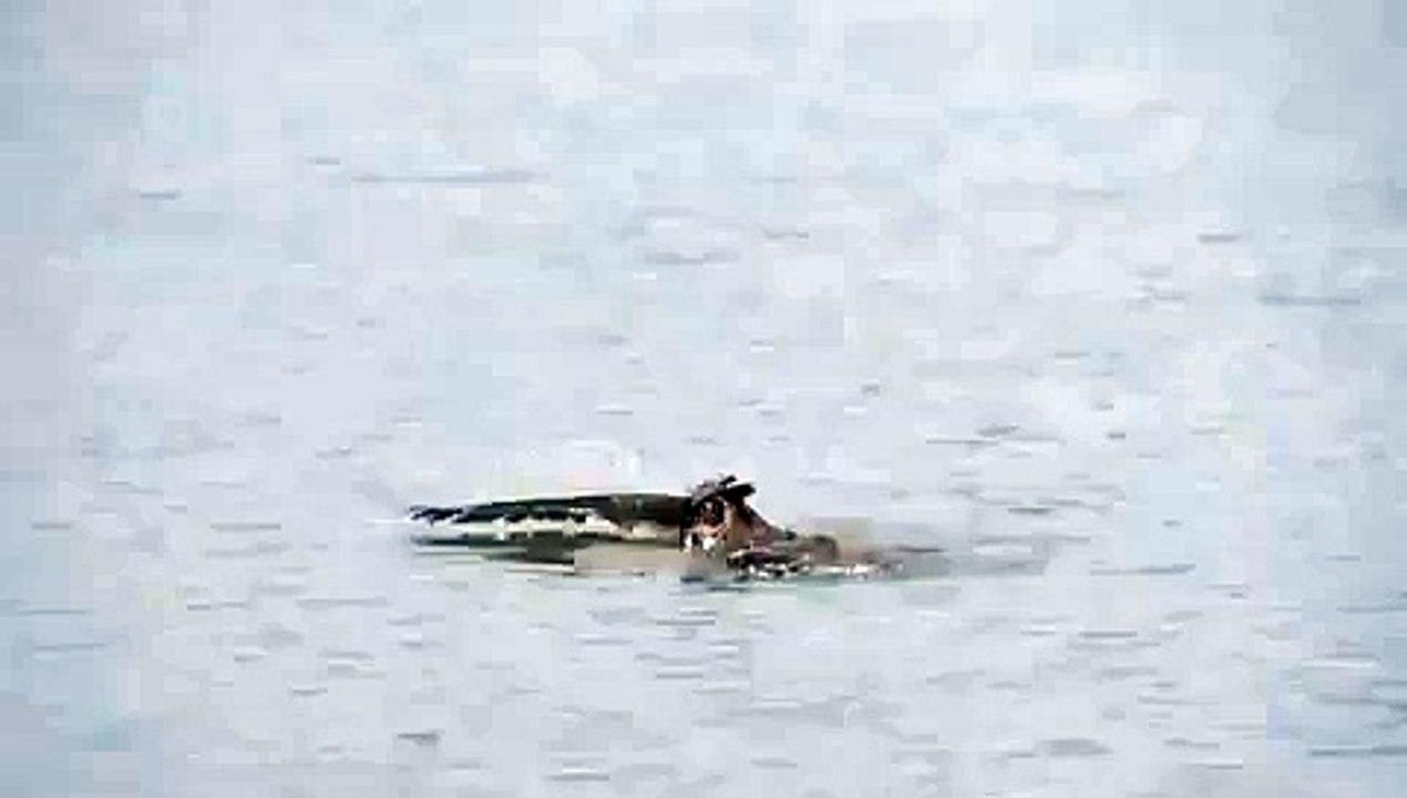 Swimming Owl Seen In Chicago