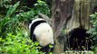 2014/12/05 圓仔在大樹洞上吃小點心 Giant Panda Yuan Zai eats snacks on the big tree hole