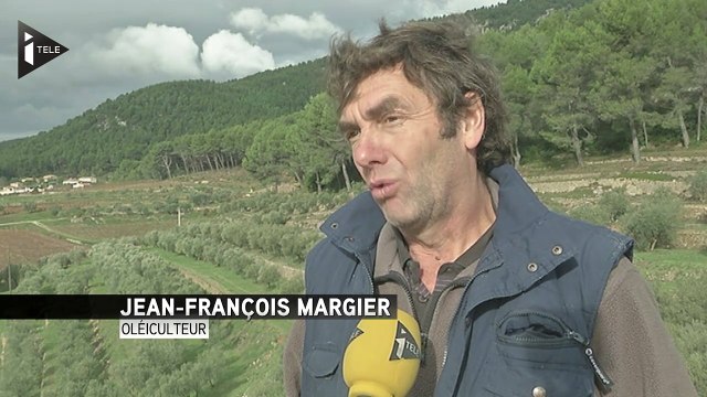 Des mouches détruisent la récolte d'olives dans le sud-est