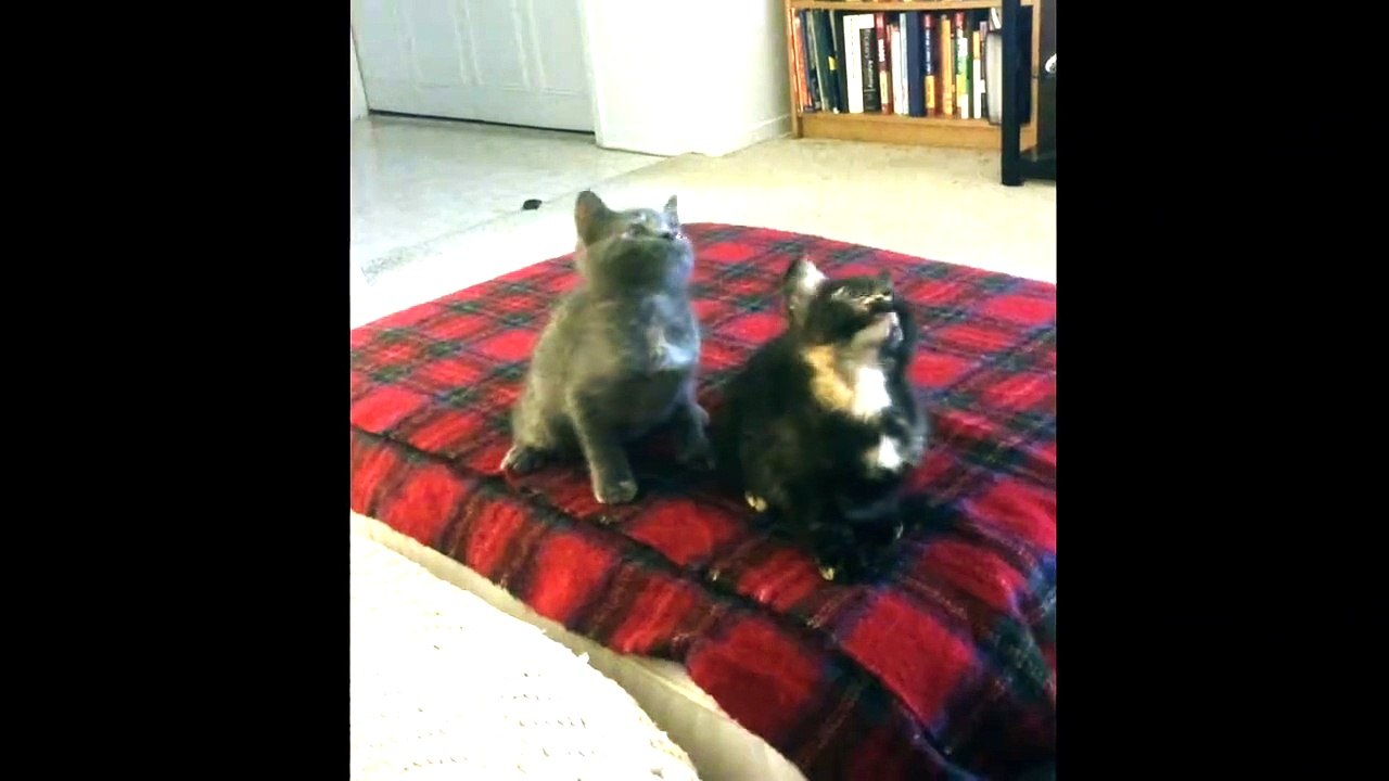 Kitten Jam - Turn Down For What Video (cute, funny cats/kittens dancing) (OFFICIAL)