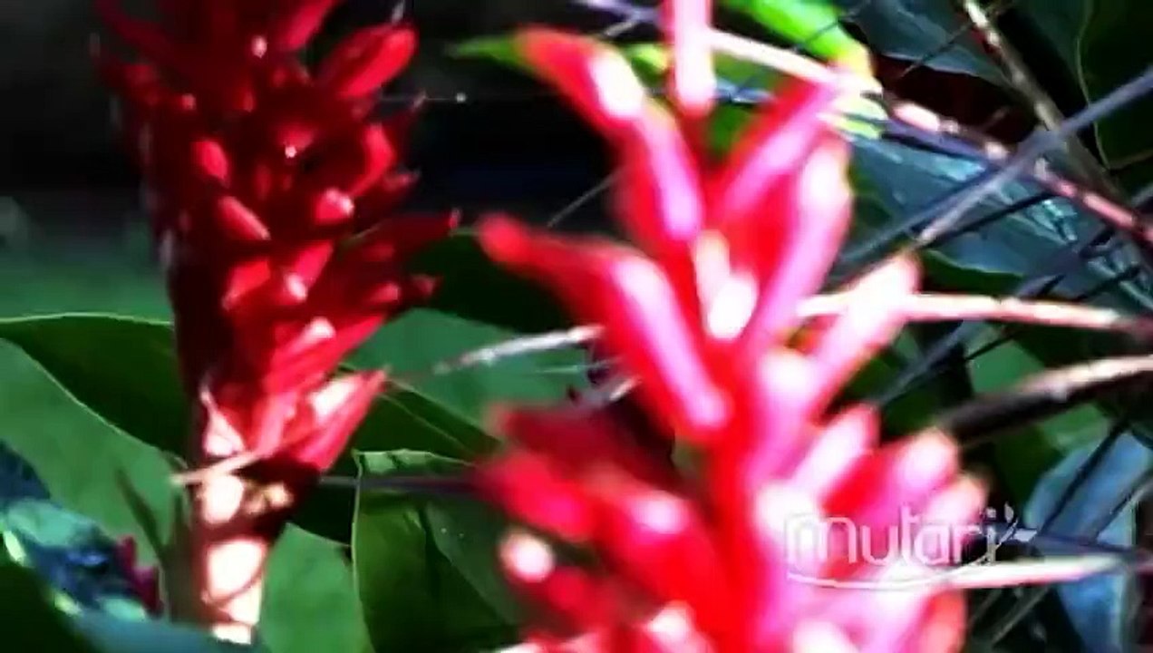 Mutari - Clipe (480p)