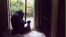 gorila 1