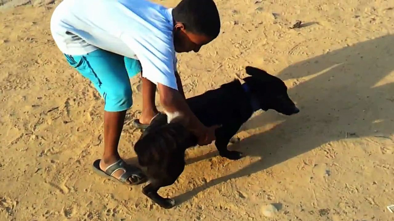 One of the interesting funny dogs - very very active and cute