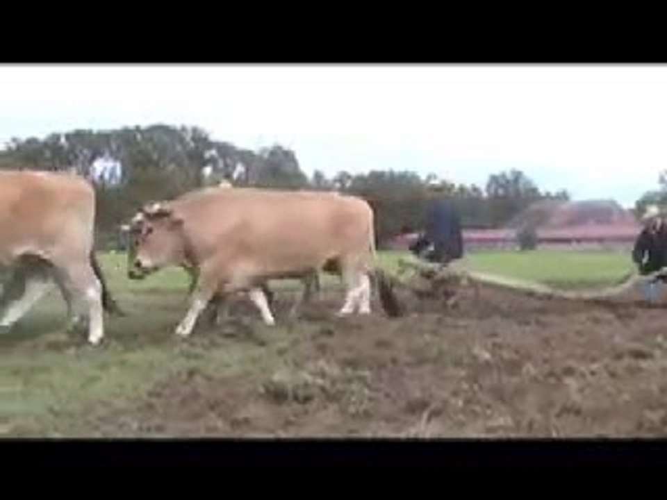 Traction Animales