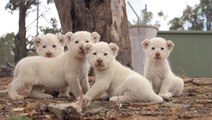 Baby White Lions Are Incredibly Rare, Incredibly Adorable