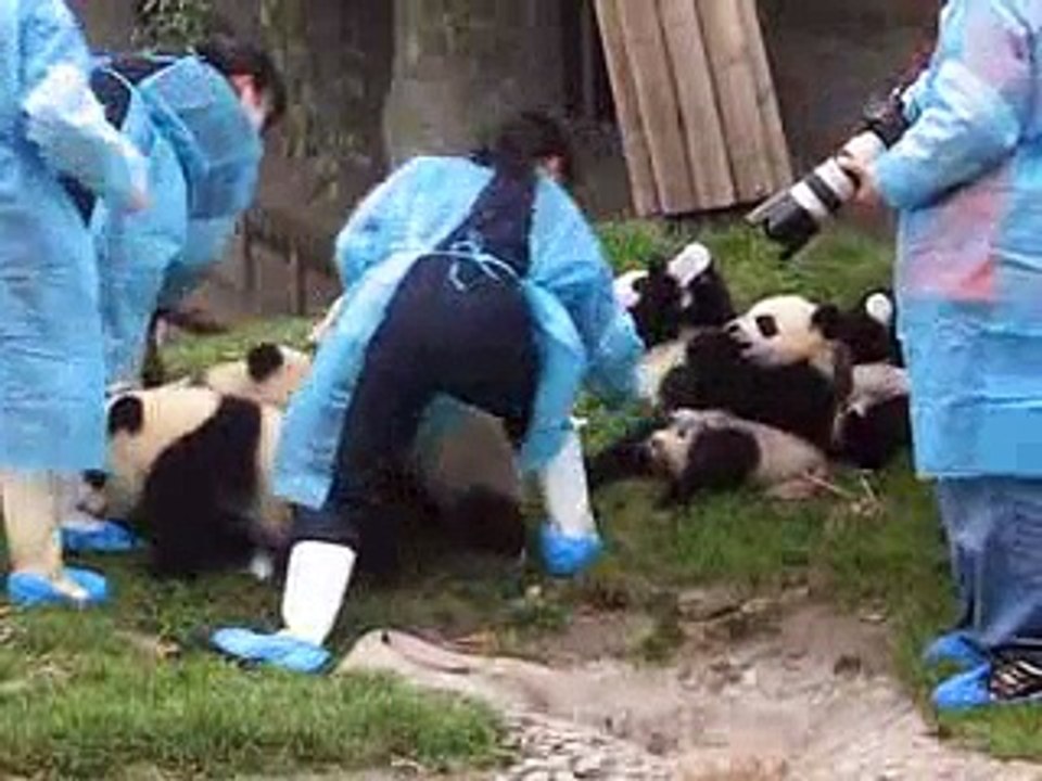 Pandas au biberon
