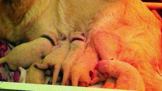 bergers blancs des bergers de l'aurière 2014