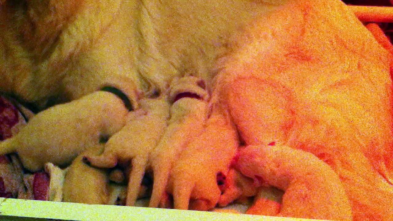 bergers blancs des bergers de l'aurière 2014