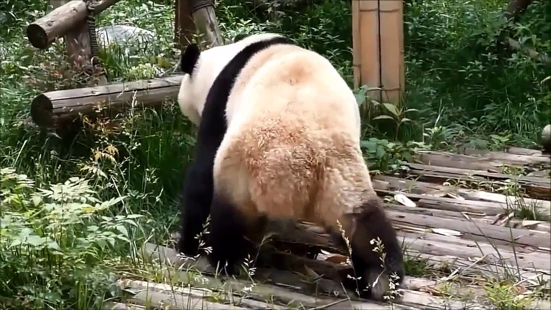 Funny Animals Funny Animal Videos Cute Animals Funny Dogs