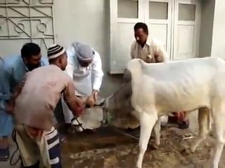 فيديو مضحك 2014 - هروب ثور من السكين - Funny Video 2014