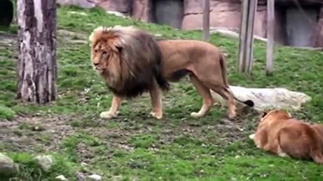 لااله الا الله آآآه معجزه حيرت علماء .نبحث عن تدعم .إنتاج أضخم فيلم عالمي عن الاعجاز الله في الكون