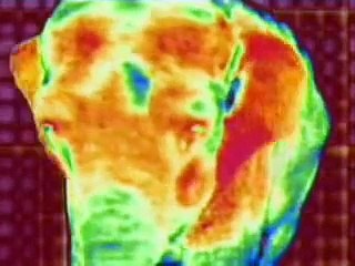 Discovery Channel: Thermoregulation in Animals