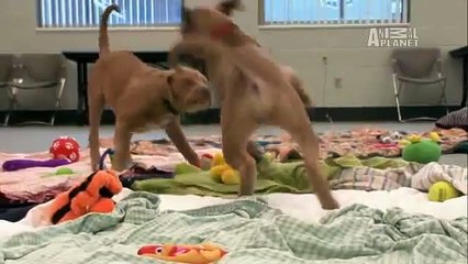 Dogs 101- American Pit Bull