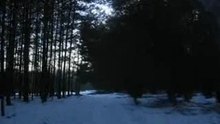 Leśny wypad służbowy