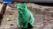 Not your usual feline- The green cats of Bulgaria(related)