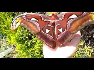 Dünyanın En Büyük Kelebeği 'Atlas'