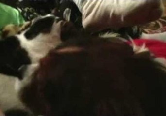 Dolores the Cat Isn't a Fan of Her Canine Companion