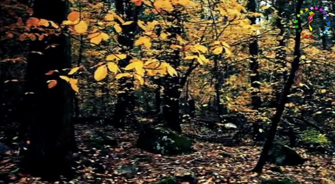 Cansu Koç ♫ ♥ ♪ Kömür Gözlüm