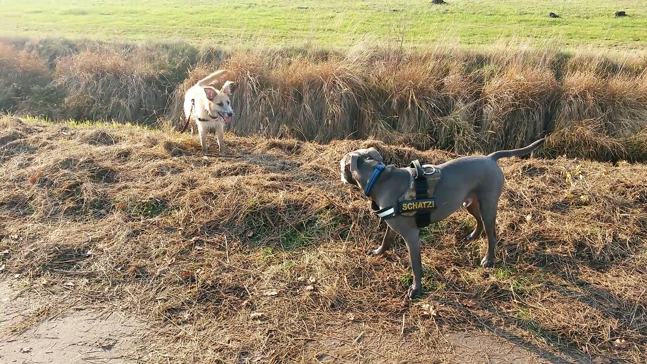 American Staffordshire Terrier - Nero von Stöcken