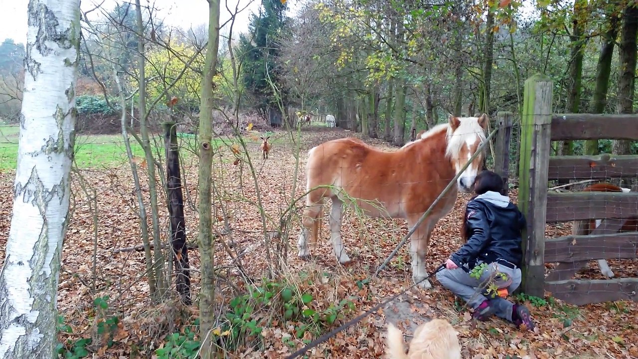 Nero von Stöcken - mag kein Hufgetier