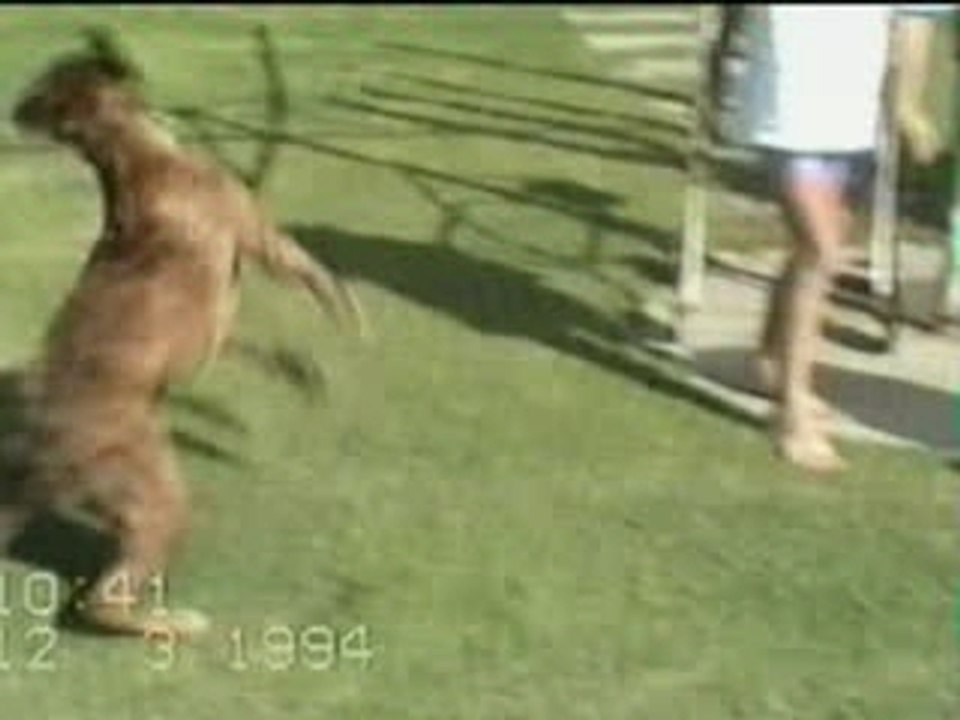 Content_le_chien
