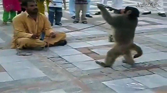 قرد ذكي جدا في باكستان يقوم بحركات عسكرية مضحك جدا هههههههههه