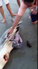 This is crazy ! Man Helps Dead Shark Give Birth To 3 Babies.