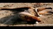 Most Dangerous Animals Fights || Most Dangerous Animals Fights || HD Videos
