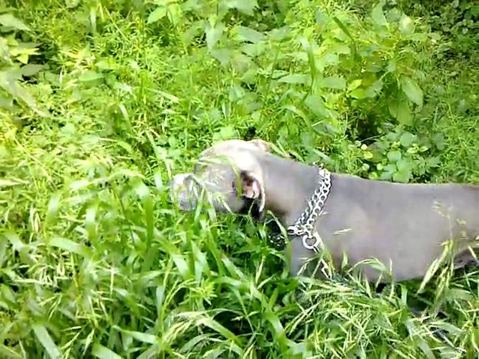 Grashund