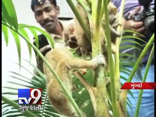 Four arrested for trying to sell Slender Loris variety of monkeys, Mumbai - Tv9 Gujarati