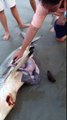 This Is Crazy Man Helps Dead Shark Give Birth To 3 Babies
