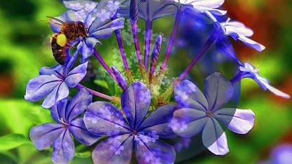 Cengiz Özkan - Tanrı'dan Diledim Bu Kadar Dilek