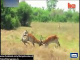 Fight between 2 deers in African jungle-Deer attack on tiger- Video Dailymotion