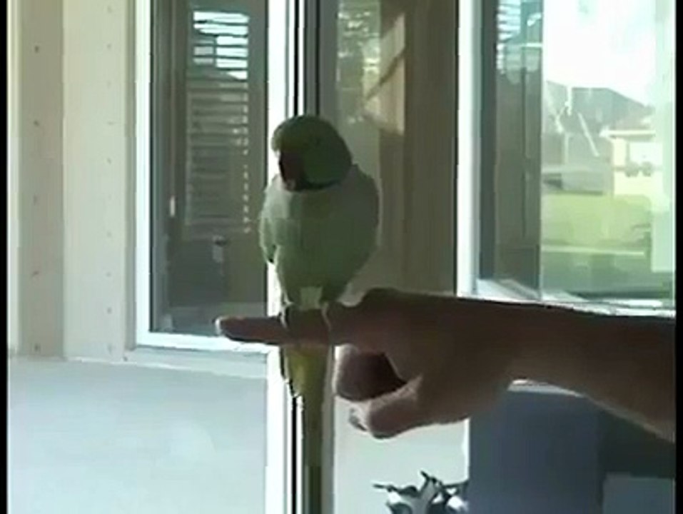 funtastic parrot