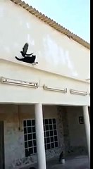 Pigeon VS chat : le gagnant n’est pas celui que vous croyez !