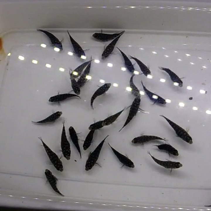 Duboisi Maswa Onur Yıldız