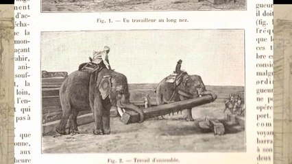 éléphants débardeurs