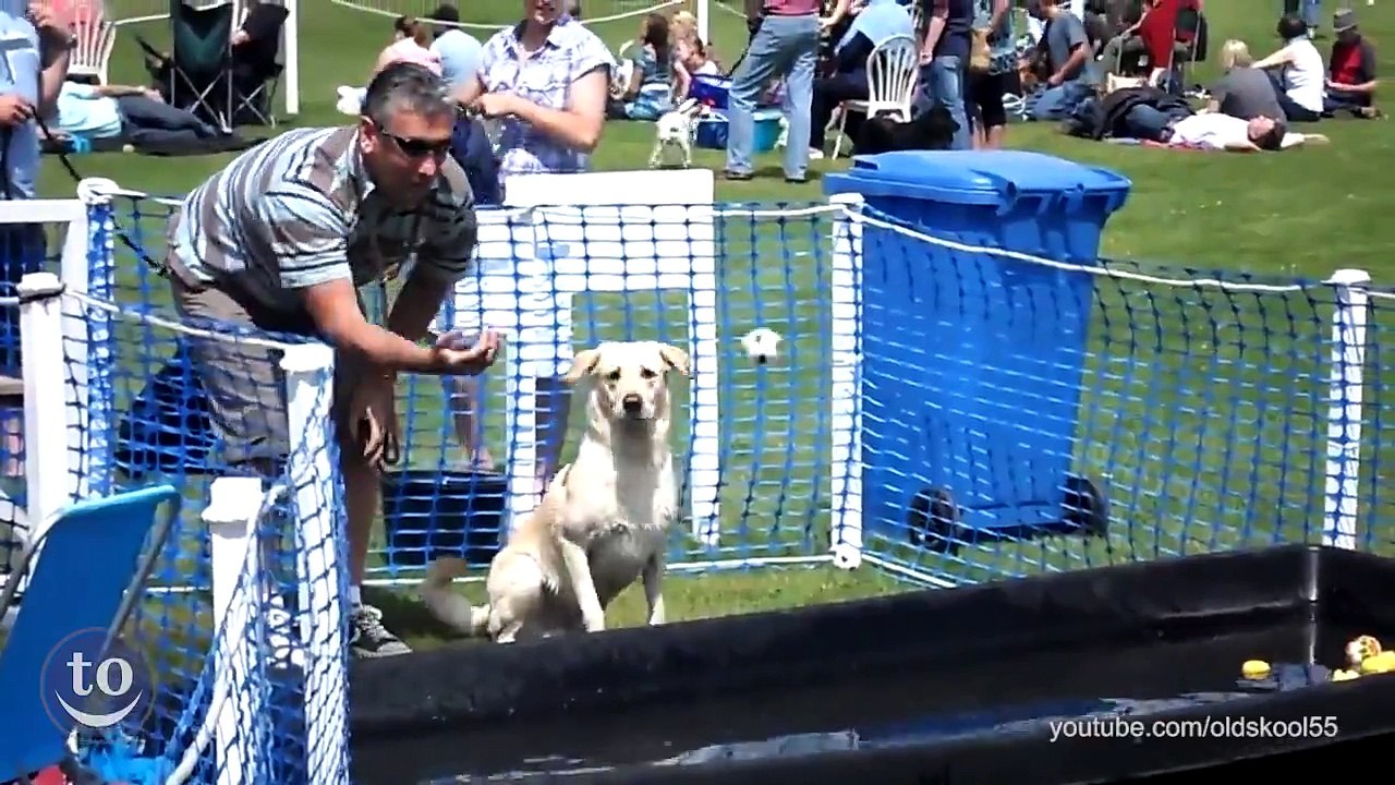 (89) Dog Fetch Fails